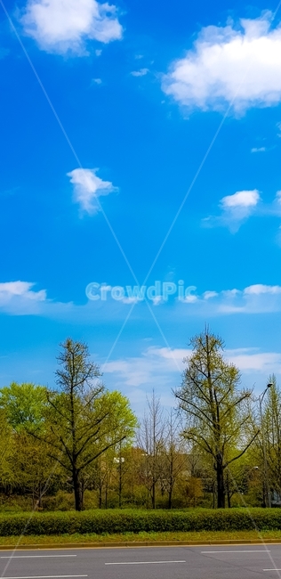 도로변,나무,하늘,드라이브,올림픽공원옆,자연,풍경,nature,landscape,outdoors,옥외