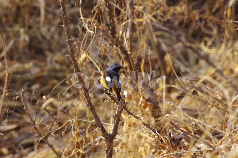 딱새,가시,가시나무,산새,새,bird,tree,branch,winter,풍경,감정,감성,자연,계절