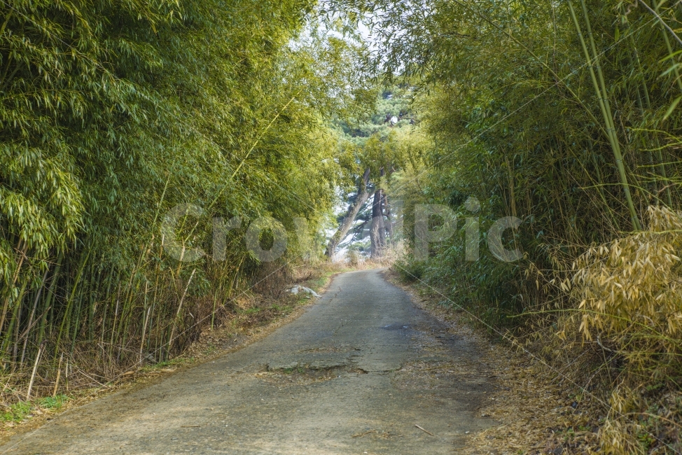 시골,길,시골길,산,산길,대나무,대나무숲,매동마을,둘레길,자연,풍경,nature,landscape,asphalt,아스팔트,road,도로,dirt road,흙길,gravel,자갈
