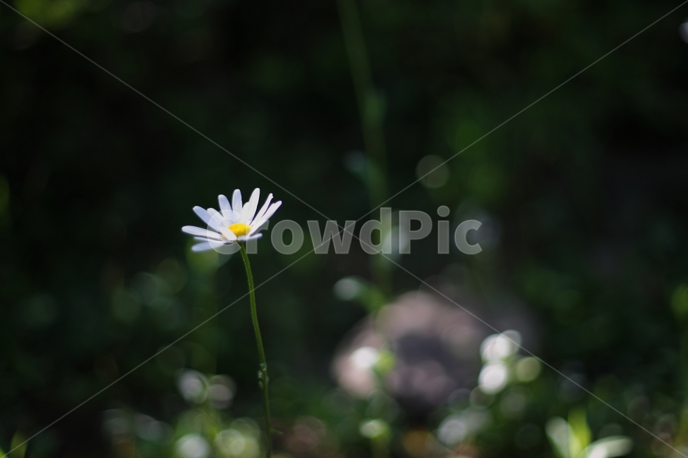 들꽃,꽃,식물,자연,botanical,flower,식물,자연,plants,nature,꽃,flower