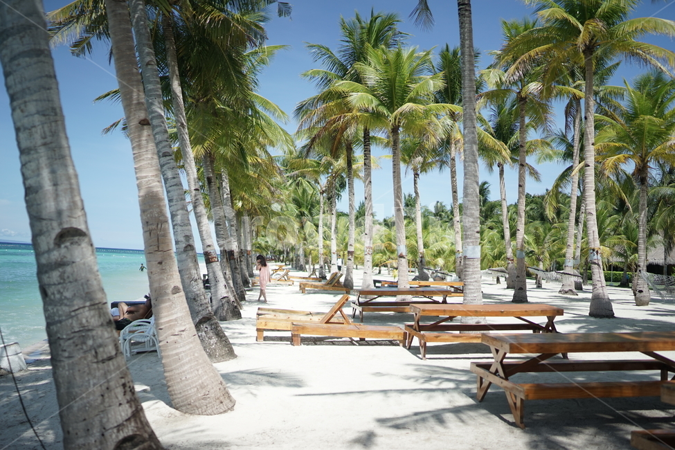 보홀,bbc,해변,필리핀,야자수,여름,여름,계절,summer,season,해외,외국,세계,foreign,oversea,world,bench,벤치,furniture,가구
