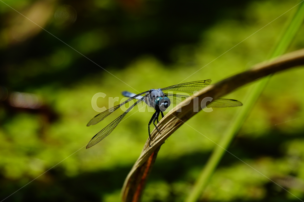 잠자리,연못,곤충,벌레,insect,dragonflies,dragonfly,가을,autumn,fall,9월,september,자연,nature,식물,plants,수풀,동물,animal,곤충,벌레,insect,bug