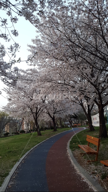 벗꽃,벗꽃나무,공원,꽃,자연,길,나무,트랙,산책로,산책,풀,풍경,식물,plants,nature,flower