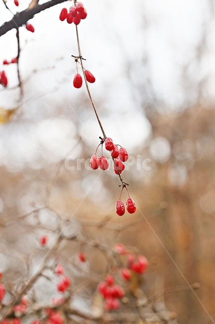 산수유,약용,식용,빨간열매,가을,추수,결실,식물,나무,자연,공원,과일,열매,fruit