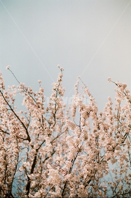 봄,벚꽃공원,공원,벚꽃,산책,plant,식물,flower,꽃,blossom,봄,계절,spring,season