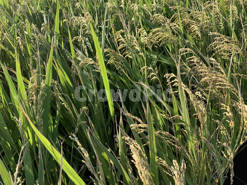 식물,plant,벼,가을곡식,곡식,곡물,논,시골,식물,자연,plants,nature