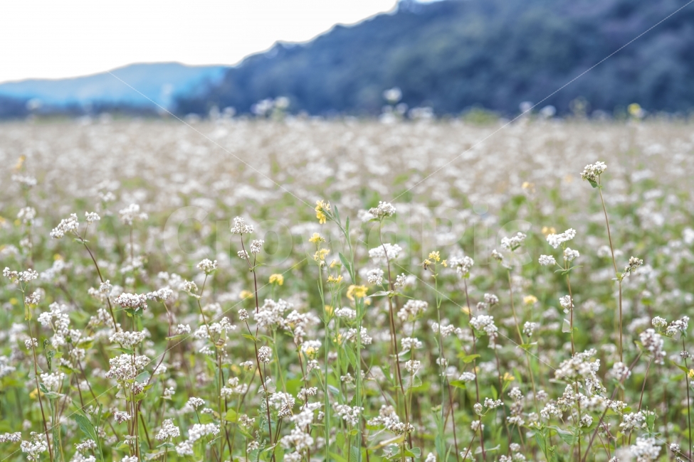 꽃,메밀꽃,가을,풍경,꽃밭,식물,자연,plants,nature,꽃,flower