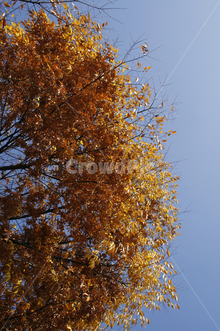 가을,단풍,하늘,나무,잎,가을,계절,fall,autumn,season,tree,plant,식물