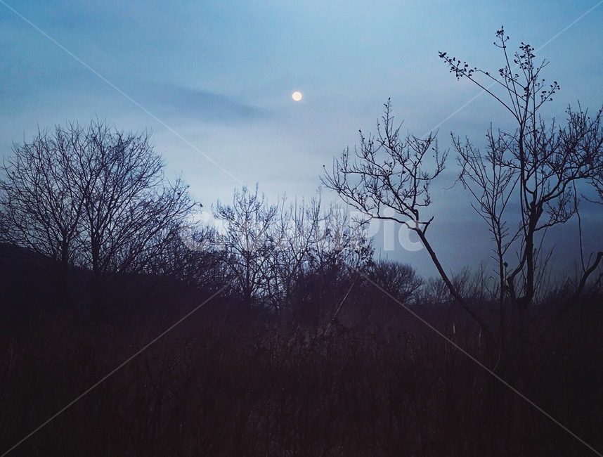 쓸쓸한느낌,가을나무,차가운느낌,자연,나무,달,하늘,저녁,밤,자연,풍경,nature,landscape,야경,밤,nightscape,night,outdoors,옥외