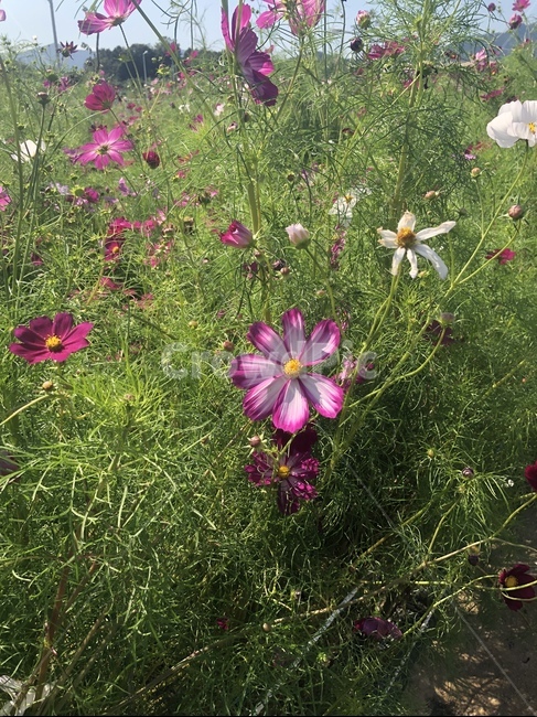가을,코스모스,들판,코스모스밭,예쁘다,식물,꽃,식물,자연,plants,nature,꽃,flower