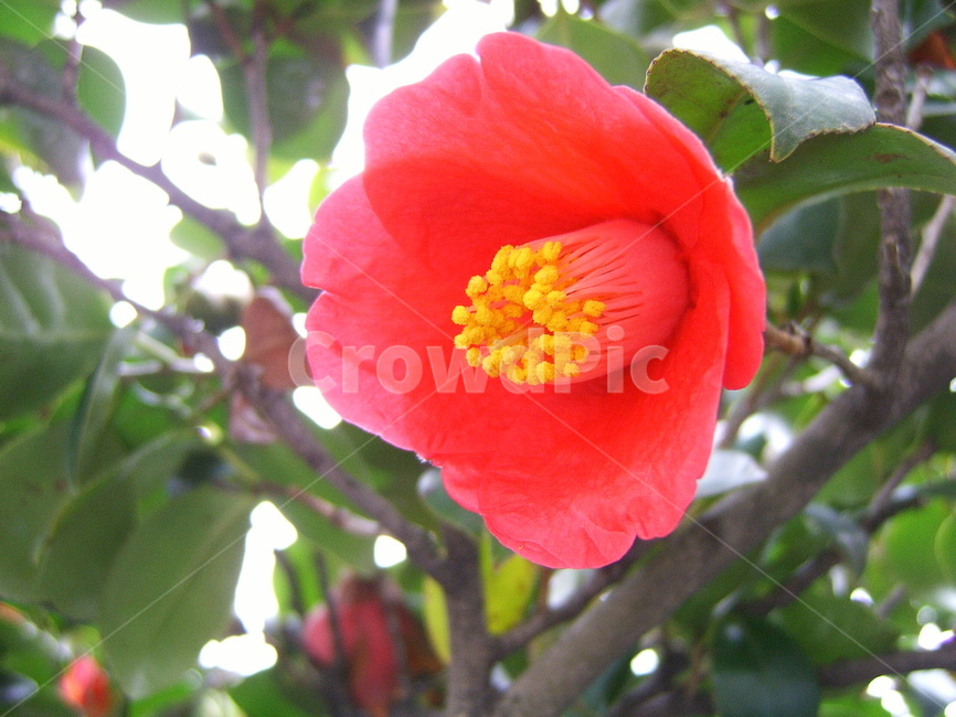 동백꽃,동백,꽃,식물,꽃술,식물,자연,plants,nature,꽃,flower
