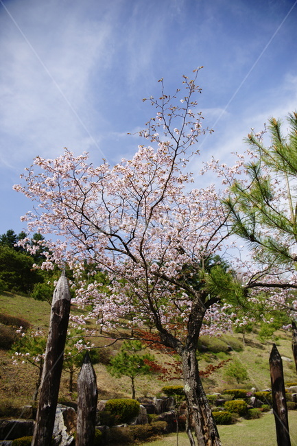가을,하늘,구름,파랑,벛꽃,장승,plant,식물,나무,강원도,평창,이효석,이효석문학과,봉평