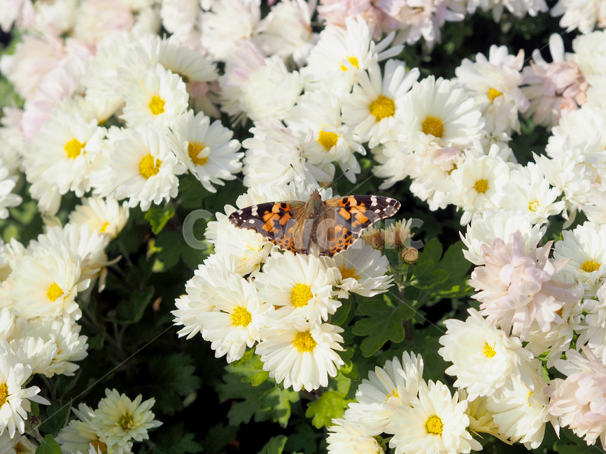 나비,꽃,흰꽃,butterfly,plant,식물,데이지,식물,자연,plants,nature,꽃,flower,곤충,벌레,insect,bug