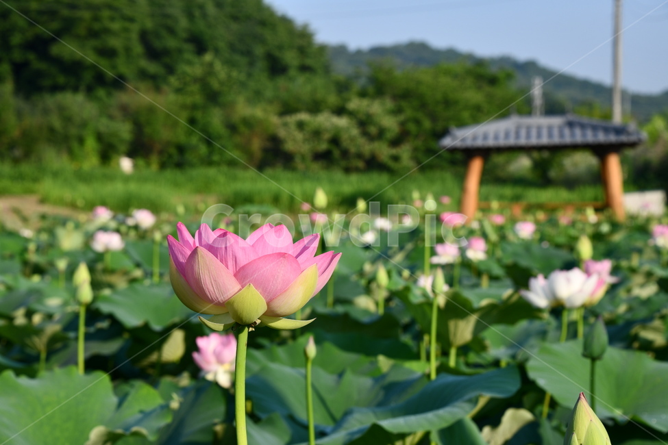 꽃,접사,연꽃밭,식물,plants,nature,flower,분홍색,핑크색,연잎,연꽃