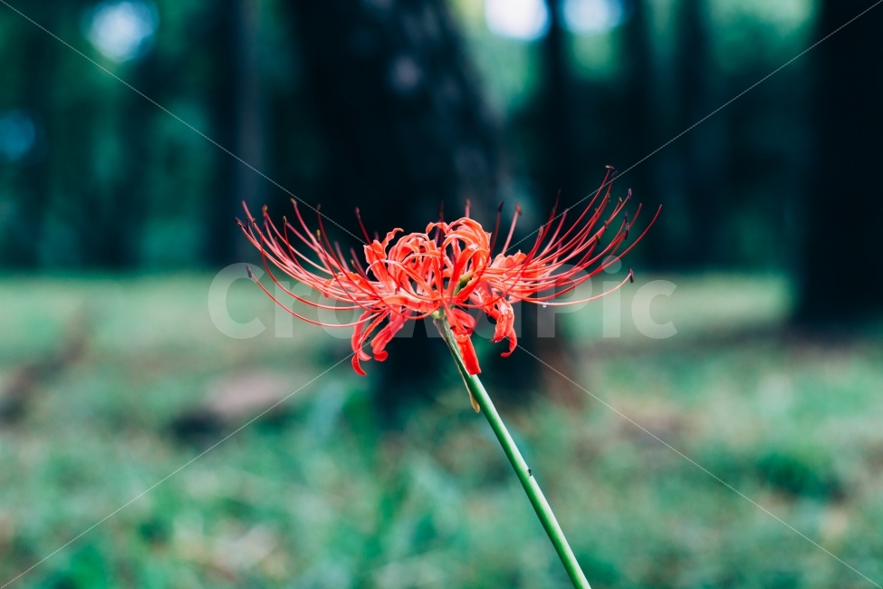 꽃무릇,상사화,꽃,식물,자연,식물,자연,plants,nature,꽃,flower,감성,sensible,feeling,색깔,색상,색채,색감,color sense,color sensitivity,feeling of color