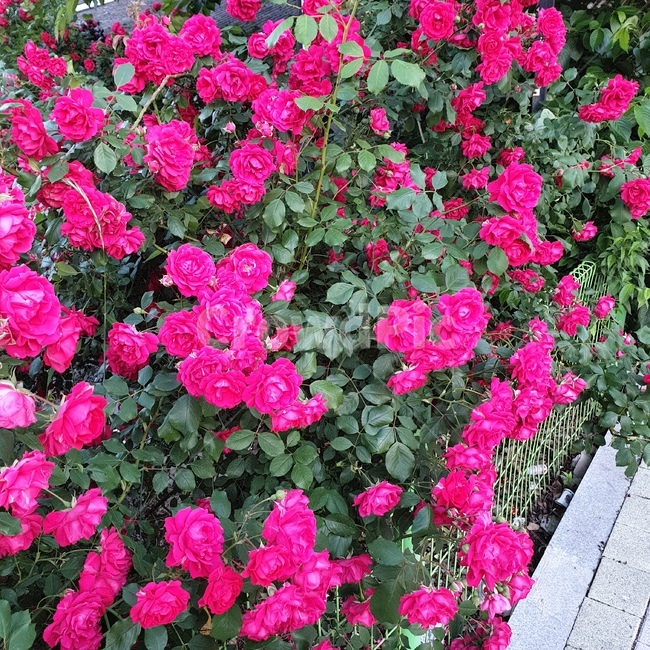 장미,빨간장미,꽃,식물,장미꽃