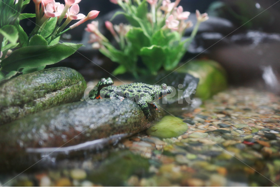 개구리,생명,양서류,동물,녹색,청개구리,파충류,animal,reptile,amphibian,frog,green,동물,animal,파충류,양서류,reptile,amphibian