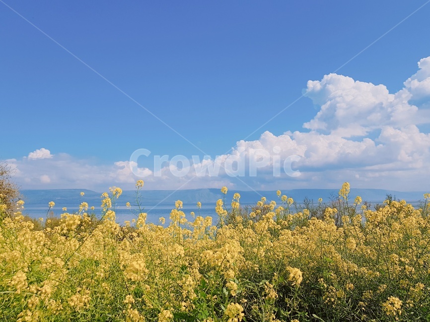 sky,cloud,sight,Israel,mustard flower,flower