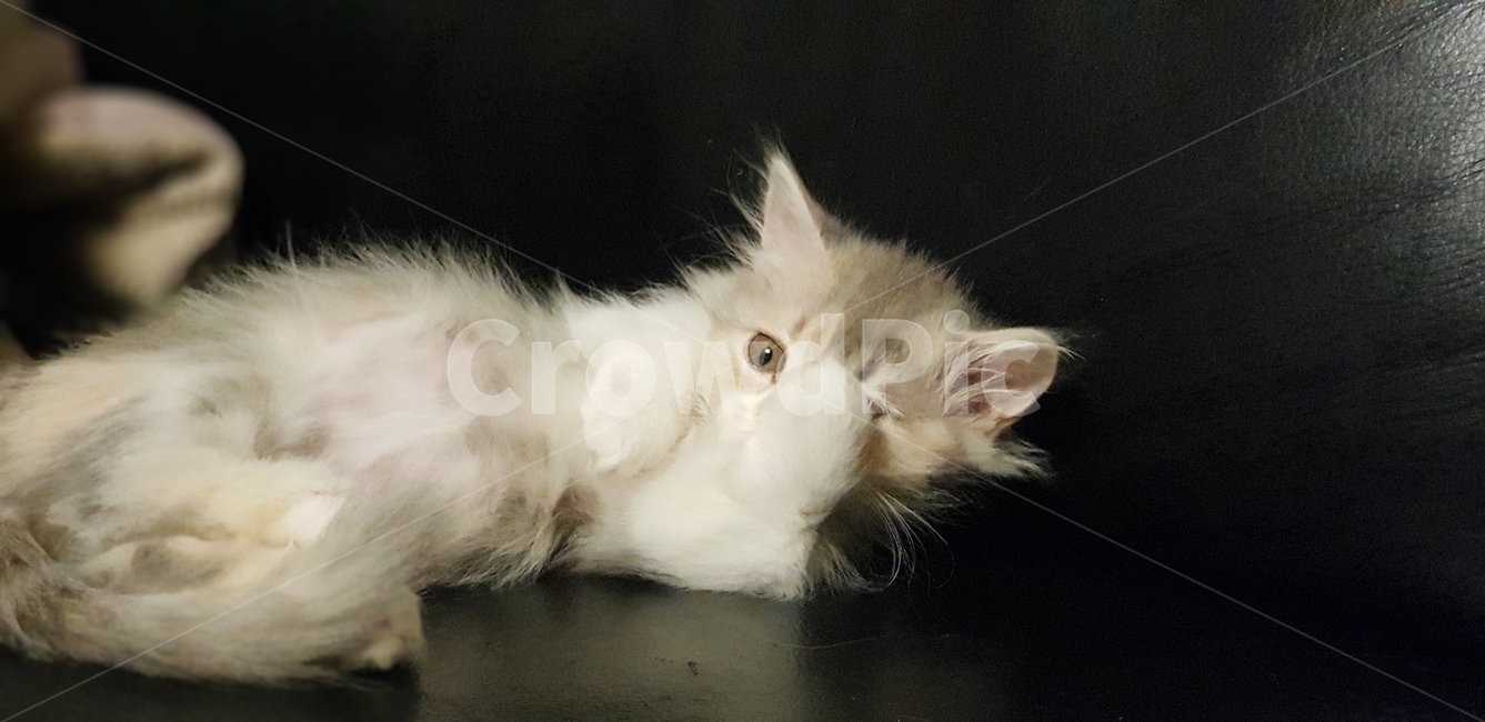 고양이,먼치킨,아기고양이,집사,하품,동물,animal,포유류,mammal,고양이,cat,kitten,kitty