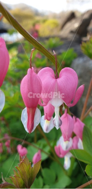 금낭화,금낭화꽃,꽃,flower,pink,식물,자연,야생화,봄꽃,백그라운드,배경화면,꽃잎,가지,분홍,분홍색,하트모양,nature,숲,아웃포커스,산,들꽃,자생종,봄이미지,싱그러운,녹색,계절,꽃송이,꽃봉오리,피어나다,흰색,색감,아름다운,뷰티,뷰티풀,잎사귀,새잎,예쁜,화려한,plants