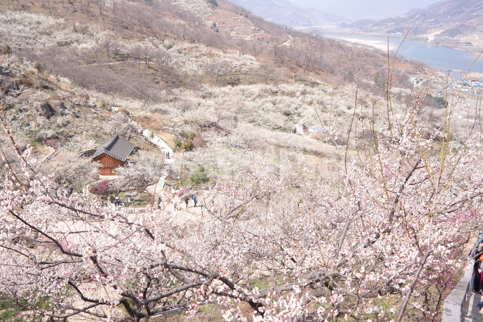 꽃,매화,flower,봄,spring,봄꽃,매화꽃,매실,prunusmume,나무,가지,식물,korea,풍경,자연,season,plants,nature,경치,scenery,야외