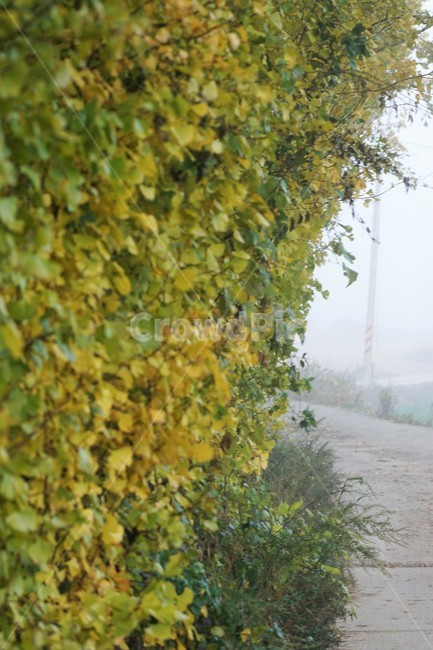 가을,은행나무,단풍,낙엽,나무,자연,식물,풍경,안개,자연풍경,감성,nature,fall,autumn,trees,yellow,은행나무길,green,가을,계절,fall,autumn,season,outdoors,옥외,plant,vegetation,초목
