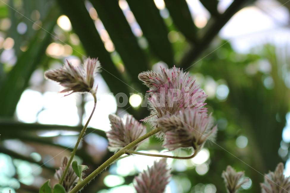 프틸로투스,꽃,프틸로투스꽃,식물,자연,비름과,식물원,식물,자연,plants,nature,꽃,flower