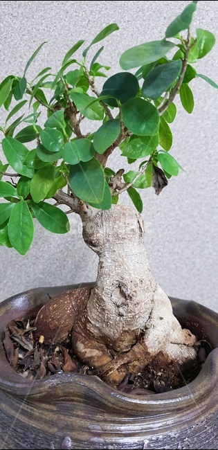 화분,자연,식물,흙,plant,잎,실내용화초,화분,화초,house plant
