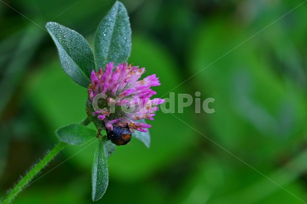 insect,곤충,apidae,양서류,animal,동물,plant,식물,blossom,flower,꽃,엉겅퀴,엉겅퀴꽃,보라색,보라색꽃,식물,자연,plants,nature,꽃,flower