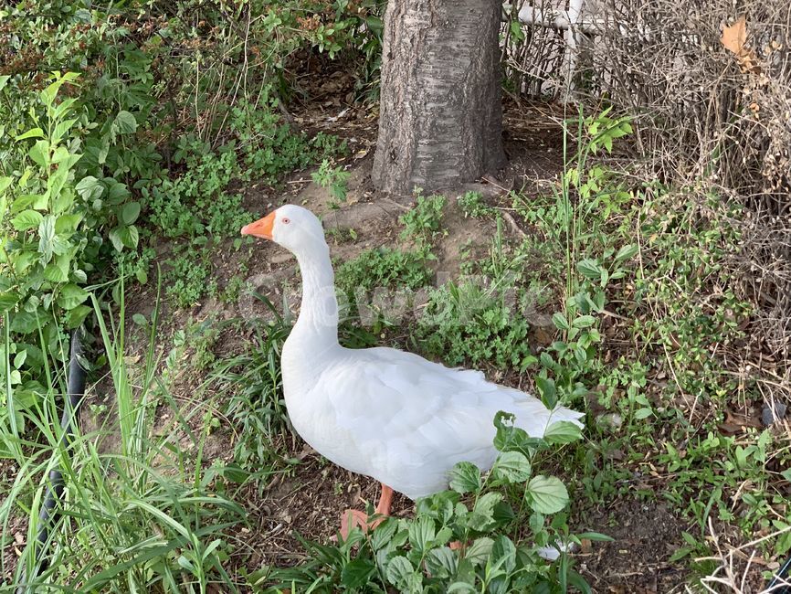 풍경,야생,자연,animal,동물,거위,goose,동물,animal,조류,새,birds