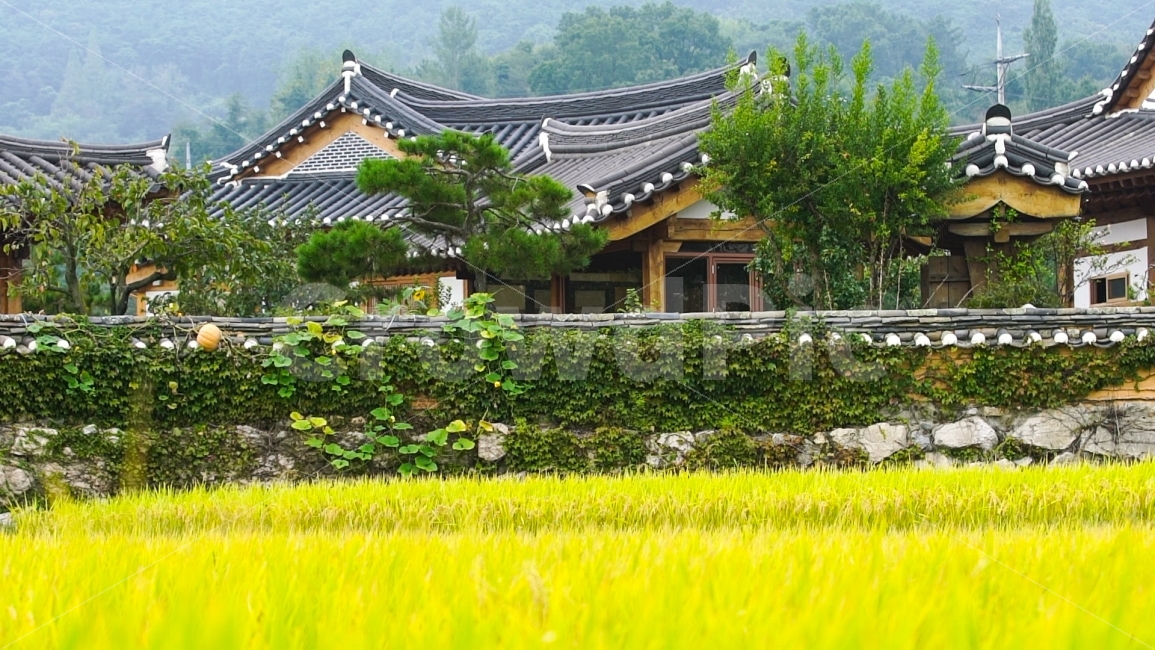 시골집,기와집,논밭,벼,담장넝쿨,농촌,경주,시골풍경,농촌풍경,전통집,시골,담장,기와담장,한옥집,조용한,편안한,호박,시골,마을,풍경,landscape,country,rural,town,한국전통,한국문화,korean traditional,korean culture