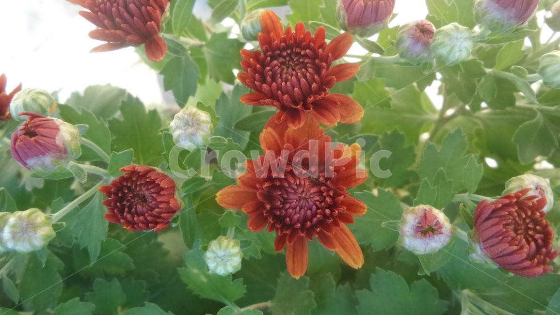소국,국화,다년생초본식물,오상고절,관상식물,식물,자연,plants,nature,꽃,flower