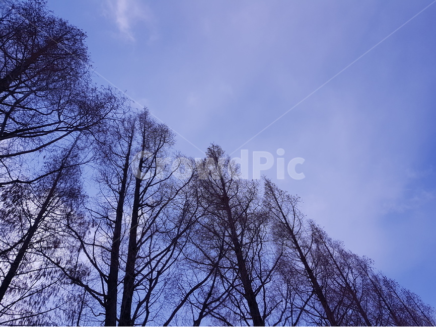 나무,메타세쿼이아,메타세콰이어,겨울,하늘,tree,metasequoia,winter,sky,겨울,계절,winter,season,자연,풍경,nature,landscape,식물,plants,나무,trees,wood,plant