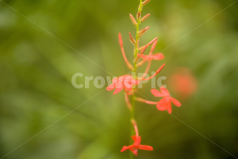 beautiful,beauty,bloom,blooming,blossom,closeup,color,colorful,flora,floral,flower,fresh,garden,green,leaf,macro,natural,nature,orange,organic,petal,pink,plant,red,spring,꽃,식물