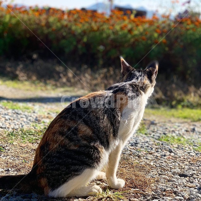 길고양이,고양이,고양이쉼터,얼룩이,사랑,cat