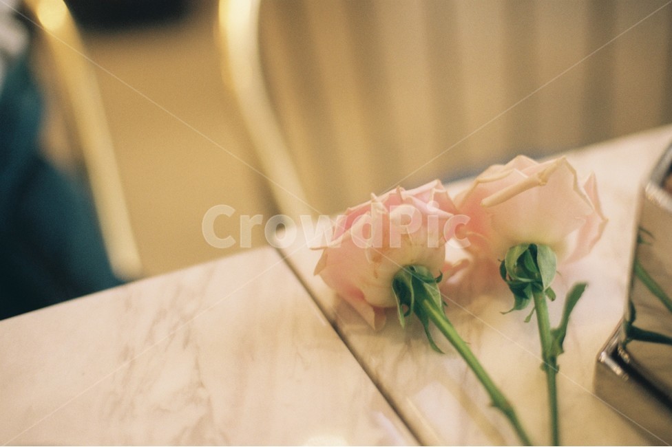 장미,하얀장미,흰색장미,꽃,식물,장미꽃,flower,rose,감성,꽃,flower,감성,sensible,feeling