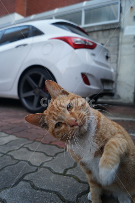 고양이,냥이,길고양이,길냥이,치즈테비,cat,동물,animal,포유류,mammal,고양이,cat,kitten,kitty