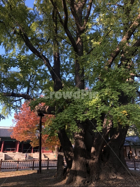 plant,식물,tree,나무,treetrunk,나무줄기