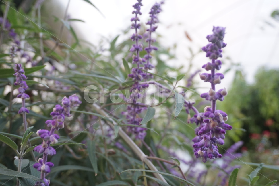 꽃,자연,접사,보라색꽃,flower,라벤더,lavender,식물,식물,자연,plants,nature,꽃,flower