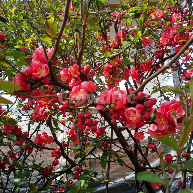 꽃,flower,명자꽃,풀명자,plant,식물,봄꽃,봄,빨간꽃,빨강,초록,초록잎,잎,자연,nature