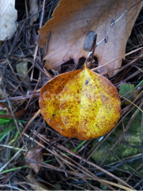 단풍,잎,가을,엽록소,redleaves,식물,자연,plants,nature