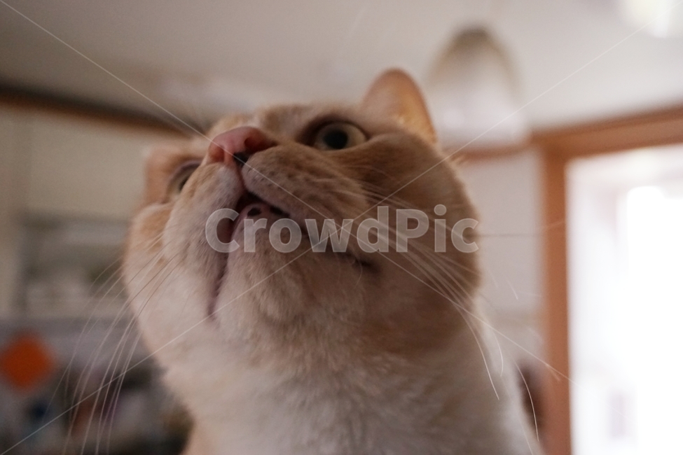 동물,고양이,냐옹이,코리안숏헤어,코숏,동물,animal,포유류,mammal,고양이,cat,kitten,kitty