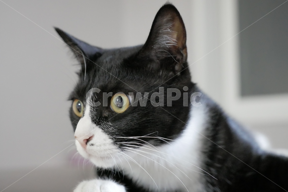 고양이,개냥이,표정,애교,동물,얼굴,귀여운,동물,animal,포유류,mammal,고양이,cat,kitten,kitty