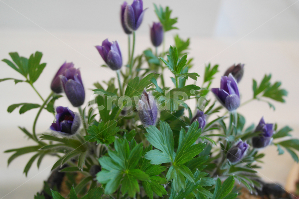 flower,꽃,식물,정원,공원,봄,봄꽃,할미꽃,보라색,보라색꽃