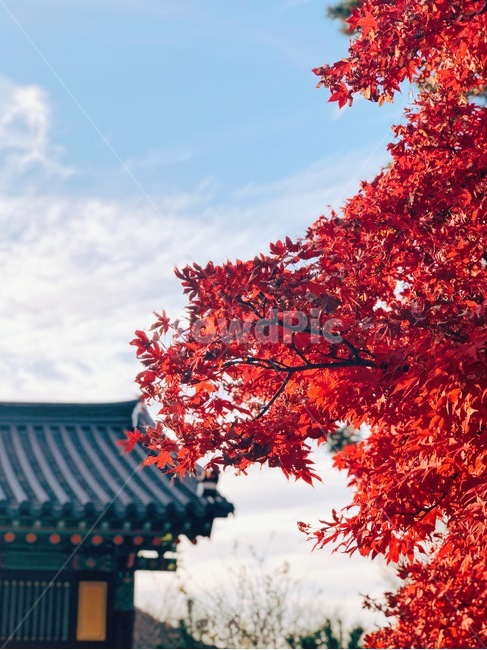 leaf,잎,plant,식물,tree,나무,단풍,maple,가을,fall