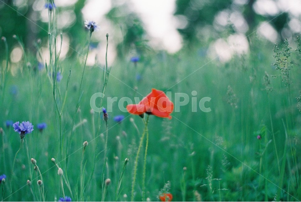 꽃,봄꽃,식물,양귀비,예쁜,빨간색,flower,spring,자연,공원,garden,계절,season,plants,식물,자연,plants,nature,꽃,flower