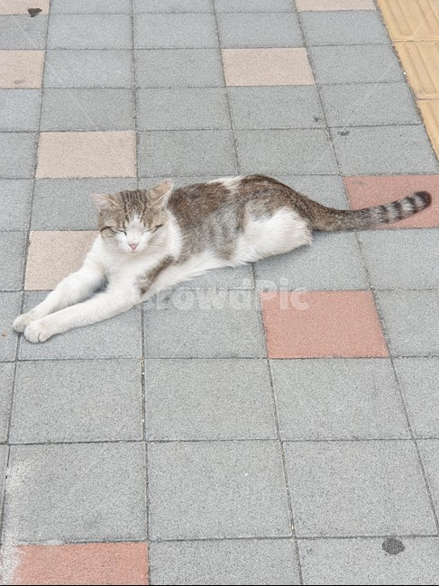 길양이,길냥이,고양이,cat,load,길고양이,동물,animal,포유류,mammal,고양이,cat,kitten,kitty