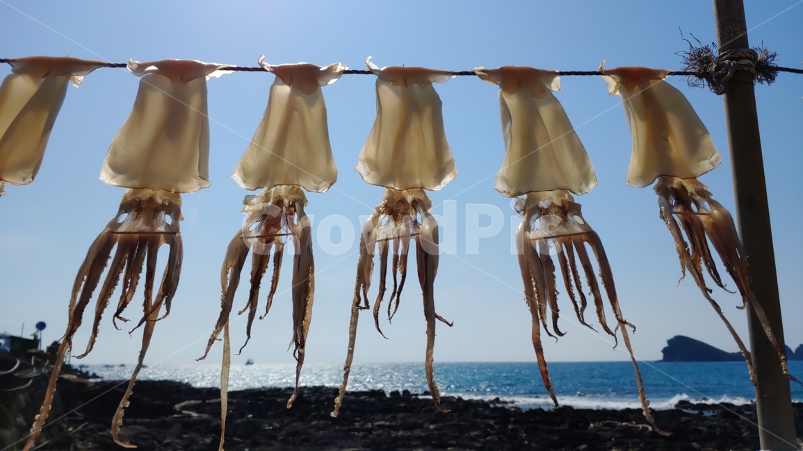 자구내포구풍경,제주한치,창오징어,squid,calamar
