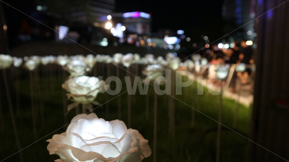밤,야시장,꽃,야경,몽환,야경,밤,풍경,nightscape,night,landscape,감성,sensible,feeling,flower,blossom,plant,식물,rose,장미