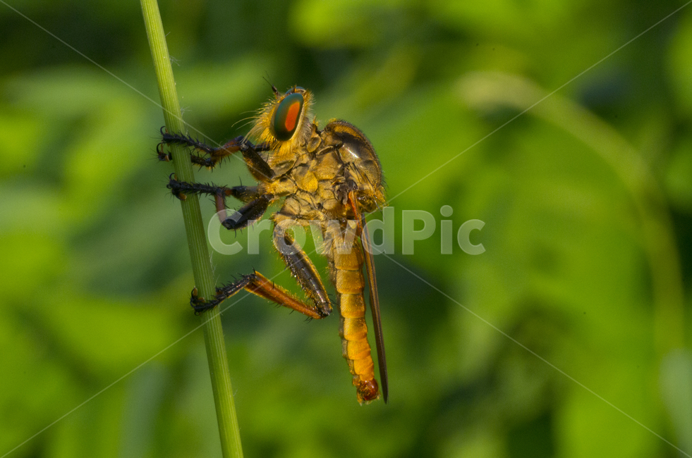 파리매,곤충,접사,여름,동물,풀,가을곤충,여름곤충,가을,곤충,벌레,insect,bug